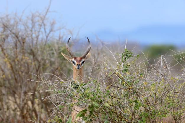 Gerenuk in National Park of Kenya, Africa – Free to Download