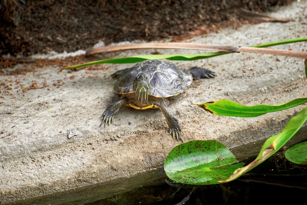 Little Turtle Frog in a Lush Green Garden – Free Stock Photo, Download Free