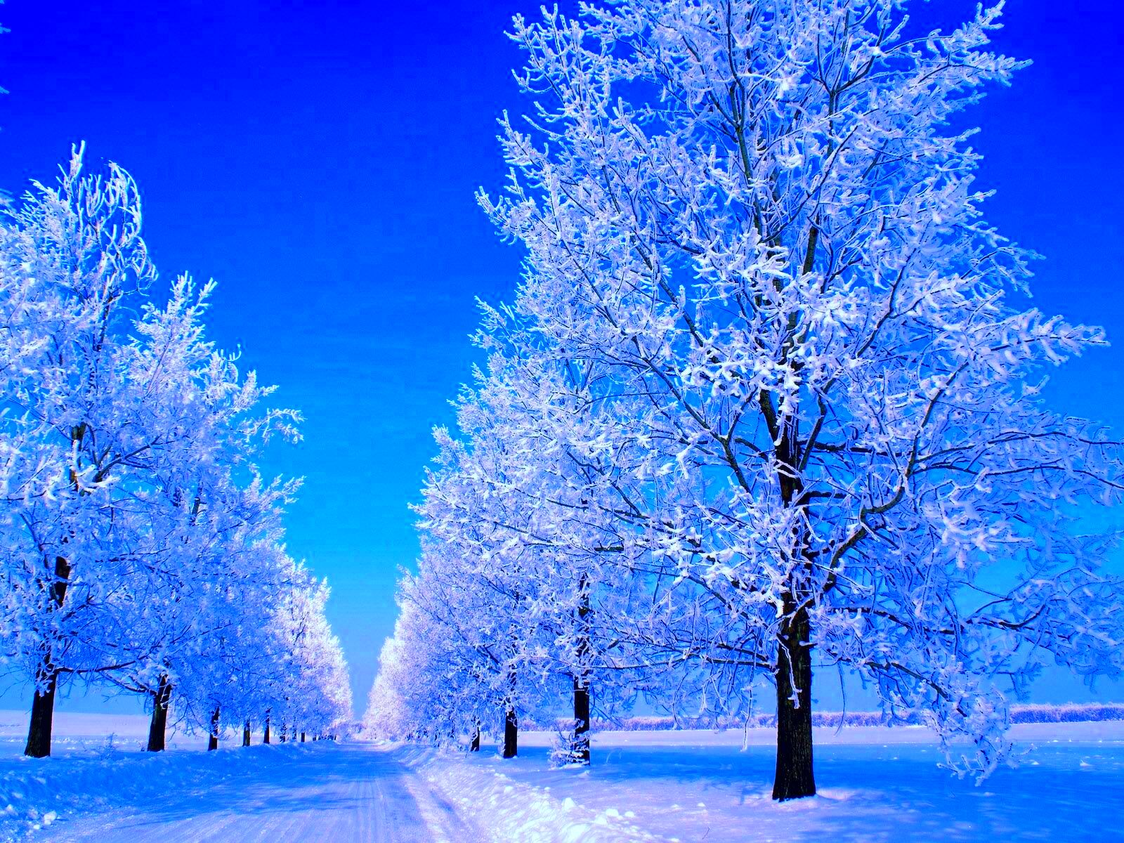 Frosty Winter scenery Winter snow wallpaper Winter pictures