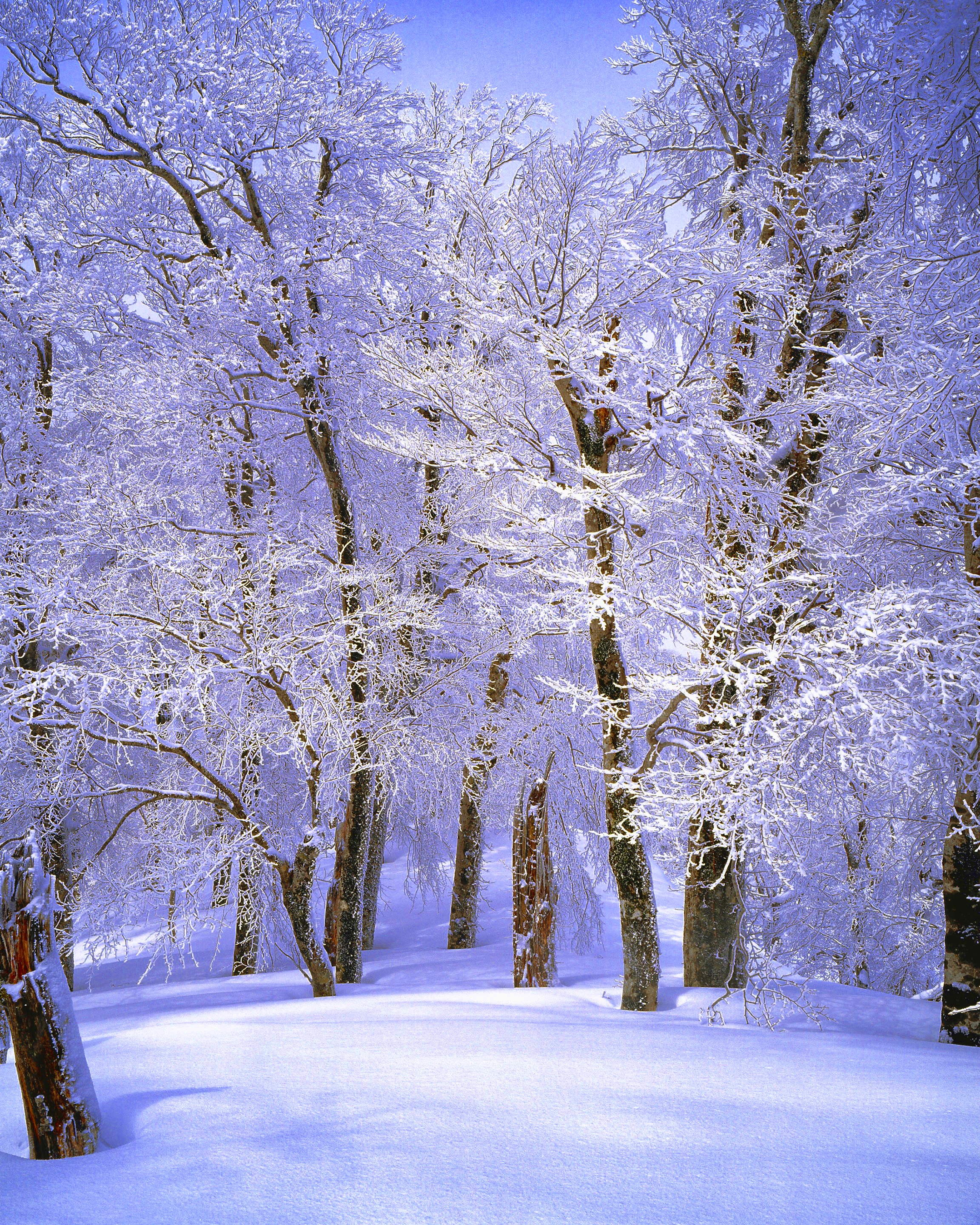 Free Images landscape tree branch frost ice weather japan 