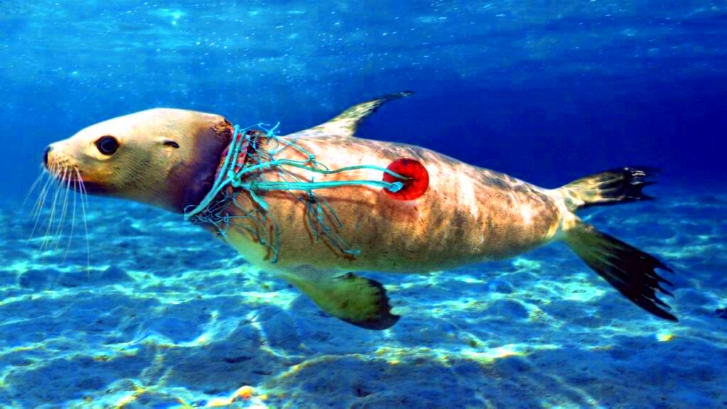 Consequences Plastic in the Ocean