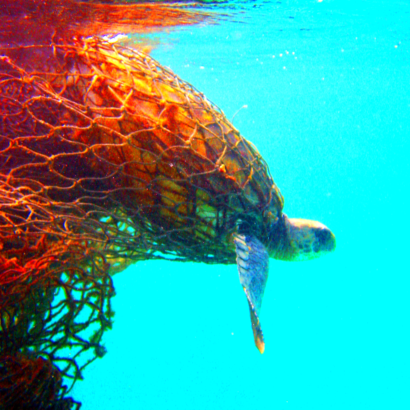 How Marine Debris is Impacting Marine Animals and What We Can Do About 