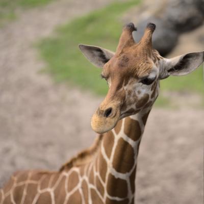 Giraffe Closeup Under Sunlight – Free Download