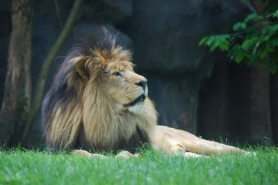 Relaxing Lion with Thick Black Fur Mane – Free Download