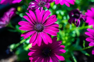 Closeup of African Daisies Surrounded by Greenery in Sunlight – Free Download