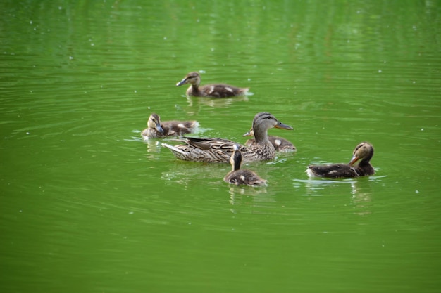 Duck and Ducklings Swimming in the Pond – Free Download