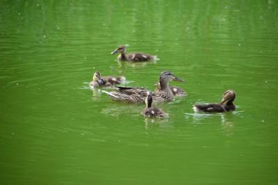 Duck and Ducklings Swimming in the Pond – Free Download