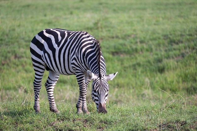 A Zebra Grazing in a Green Savanna Landscape – Free Stock Photo, Download Free Stock Photo