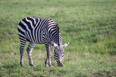 A Zebra Grazing in a Green Savanna Landscape – Free Stock Photo, Download Free Stock Photo