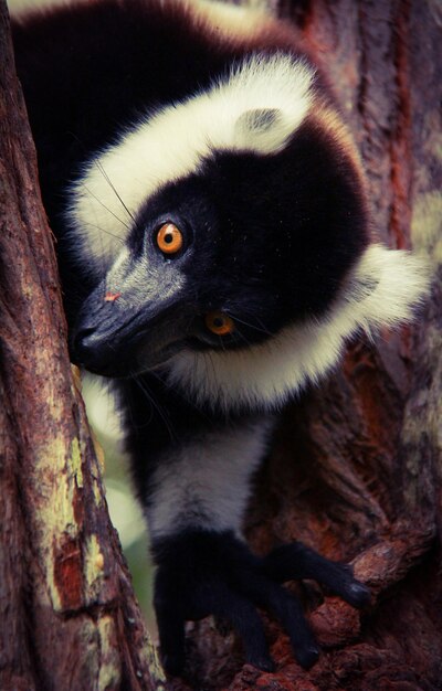 Alert Ruffed Lemur Close-Up – Free Download