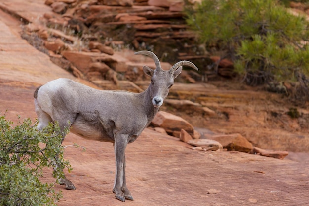 Mountain Goat – Free Stock Photo, Download Free