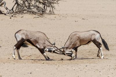 Fighting Oryx in the Kalahari Desert, Namibia – Free Download