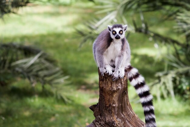 Close-Up of a Lemur Sitting on a Tree Trunk – Free Download