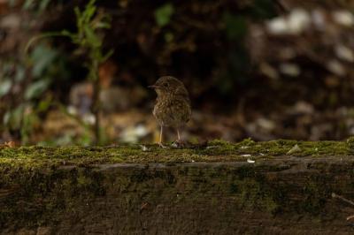 Sparrow on Moss-Covered Wood with Blurry Background – Free Stock Photo, Download Free