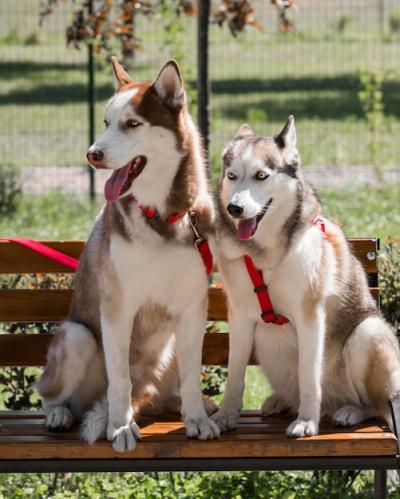 Cute Husky Dogs Relaxing on a Park Bench – Free Stock Photo, Download for Free