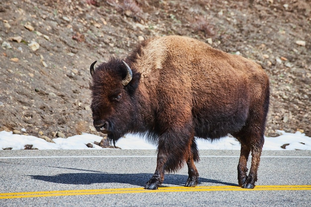 Lone Bison on an Empty Road by Hills – Free Download