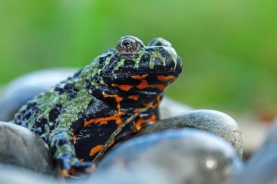 Closeup of Fire Belly Toad on Rock – Free Download