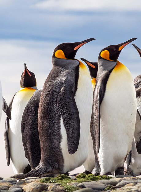 Penguins on Rock – Free Stock Photo, Download for Free