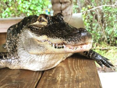 Close-up of a Lizard on Wood – Free Stock Photo for Download