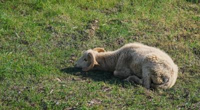 A Young Lamb Sleeping in a Meadow at an Eco Farm | Free Download