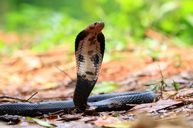 Closeup of Javan Cobra Snake Ready to Strike – Free Stock Photo for Download