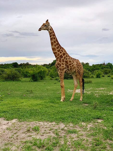 Giraffe in a Sunny Field Against a Beautiful Sky – Free Stock Photo for Download