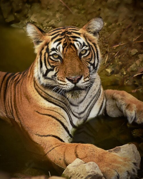 Stunning Portrait of a Tiger in a Zoo – Free to Download