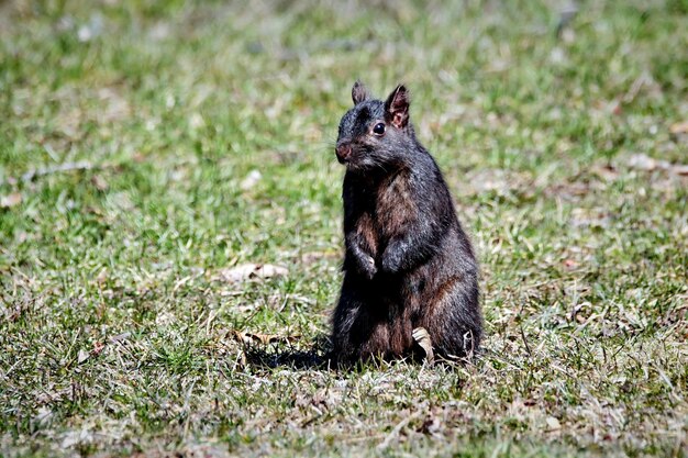 Close-up of Black Squirrel on Grassy Field – Free Stock Photo Download