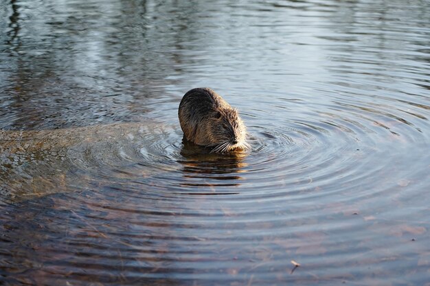 Otter in River – Free Stock Photo for Download