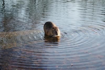 Otter in River – Free Stock Photo for Download