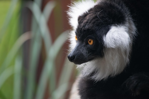 Close-up of Lemur Looking Away – Free Stock Photo, Download for Free