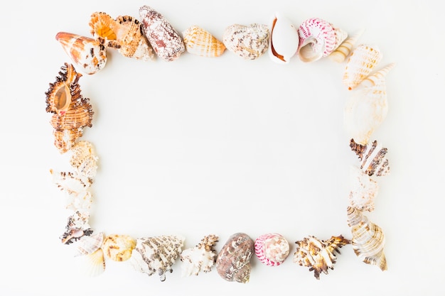 Frame from Seashells – Free Download, Free Stock Photo