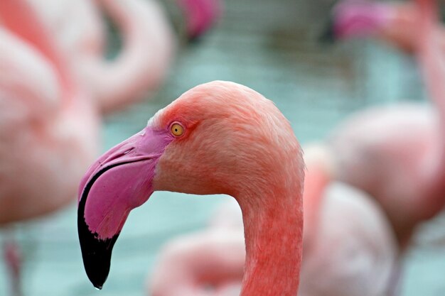 Close-up of Flamingo Bird Head – Free Download