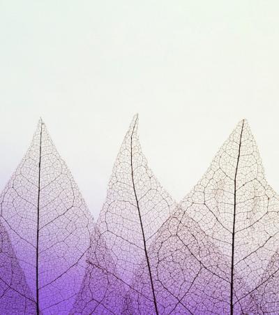 Transparent Leaves Texture with Colored Hue and Copy Space – Free Download