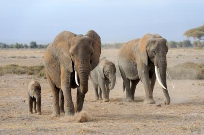 Elephants in Kenya National Park – Free to Download