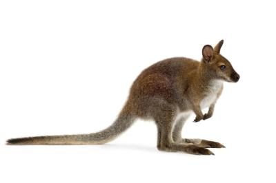 Wallaby Against a White Background – Free Stock Photo, Download for Free