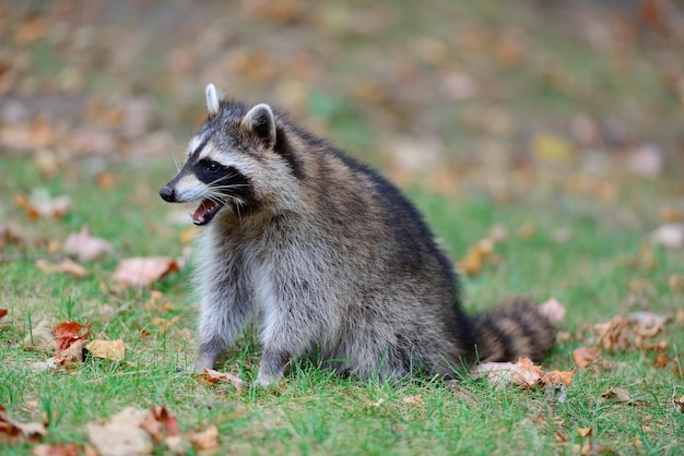 Raccoon Free Stock Photo – Download for Free