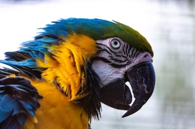 Great Macaw Parrot in the Tree – Free Stock Photo for Download