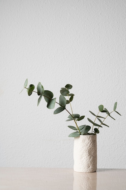 Eucalyptus Plant in White Vase on Table – Free Download