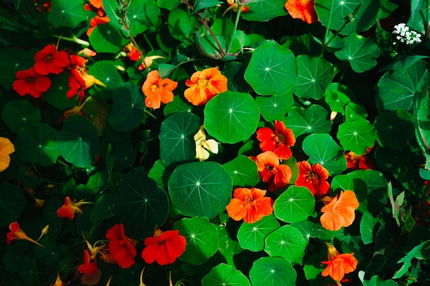 Close-up of Beautiful Flowers Blooming Outdoors – Free Stock Photo for Download