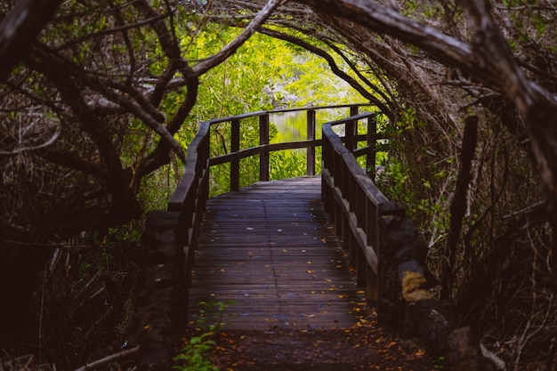 Curvy Wooden Pathway Surrounded by Trees and Water – Free Stock Photo, Download Free Stock Photo