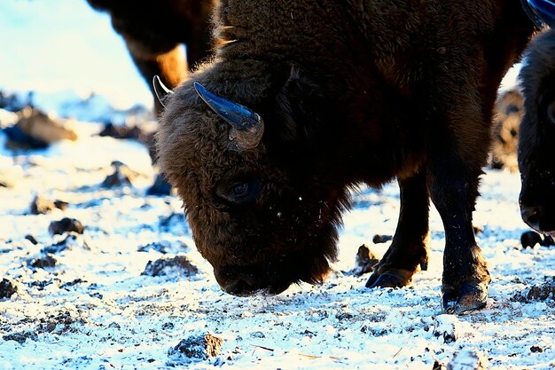 Aurochs Bison in Nature: Winter Season Snowy Field Bull Buffalo – Free Download