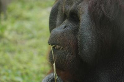 Close-Up of a Monkey – Free Download, Free Stock Photo