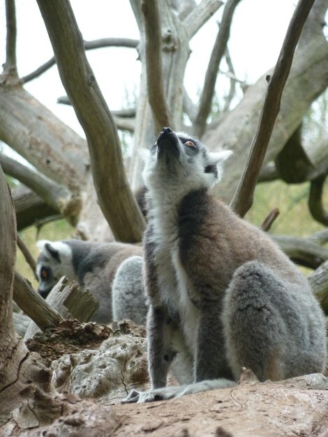 Close-up of a Lemur Sitting Outdoors – Free Download