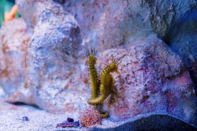 Green Seahorses Swimming Near a Stone Wall – Free Stock Photo for Download