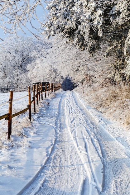 Stunning Winter Landscape Featuring Wooden Fence and Lush Trees – Free Download