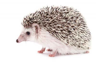 African Hedgehog on White – Free Stock Photo Download