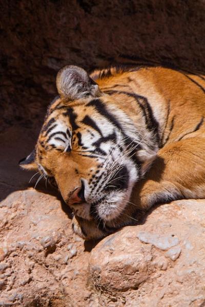 A Beautiful Big Tiger Resting and Walking Around the Zoo â Free Download