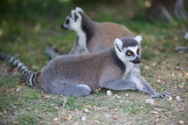 Group of Ring-Tailed Lemurs – Free Stock Photos for Download