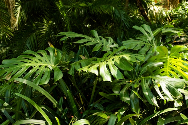 Tropical Verdure and Plants – Free Download for Stunning Stock Photos